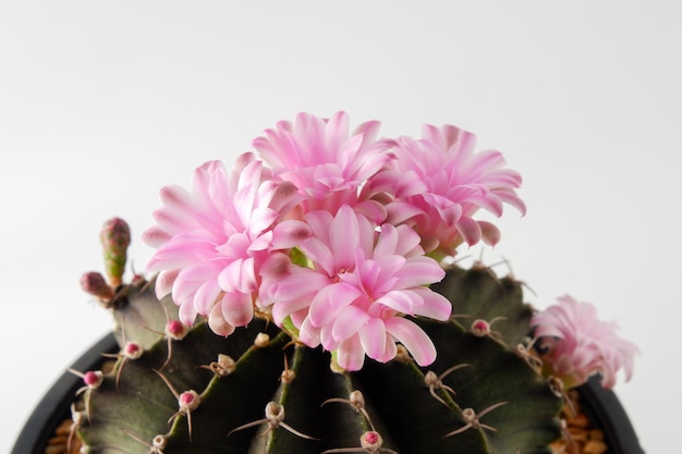 Planta suculenta de cactus sobre fondo blanco.