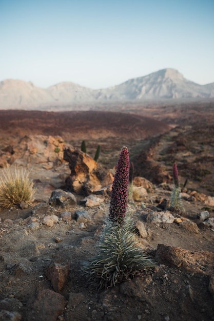 Foto planta suculenta en el campo contra el cielo