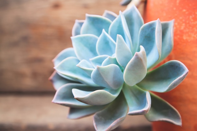 Planta suculenta en cerámica