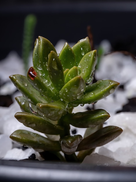 Planta suculenta cultivada em visão macro