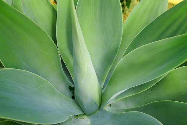 Planta suculenta de agave verde crescendo na temporada de verão Closeup de uma haste de plantas perenes tropicais com detalhes de padrão suave Folhas grossas e exuberantes crescendo florescendo em ambiente ecologicamente correto