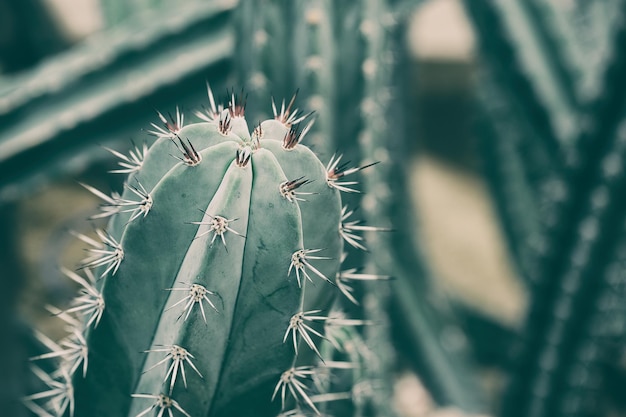 planta suculenta de cacto de espinho