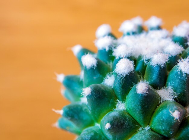 Foto planta suculenta de cacto em close-up mammillaria gracilis cv oruga blanca