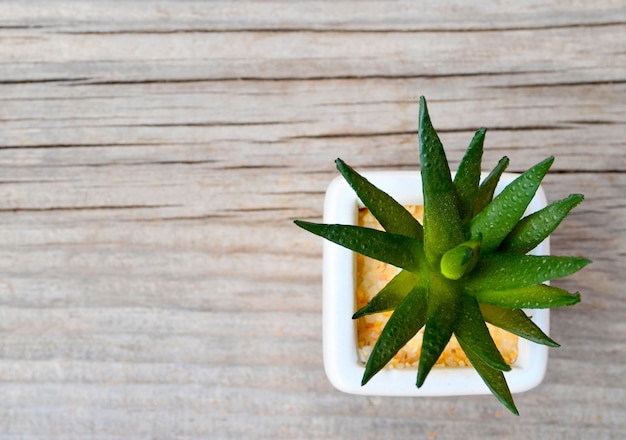 Planta suculenta decorativa en una maceta blanca sobre fondo de madera vieja con espacio para texto. Vista superior.