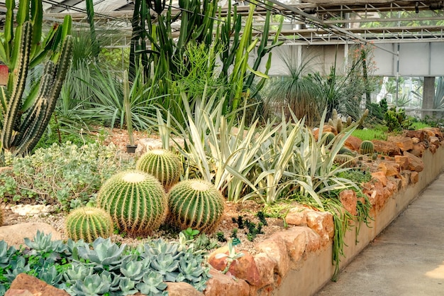 Planta suculenta do cacto na casa de vidro