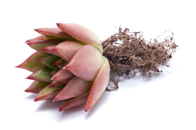 Planta suculenta Echeveria com raízes isoladas no fundo branco