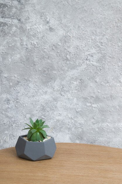 Planta suculenta Echeveria en una maceta sobre una mesa redonda sobre una pared gris manchada. Antecedentes de las historias