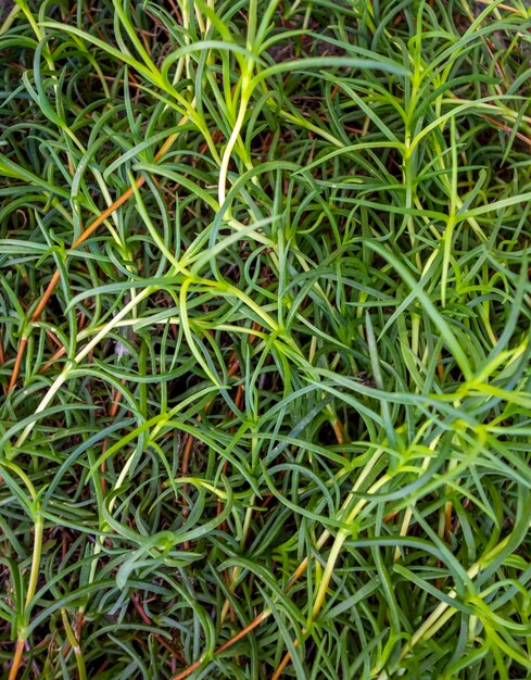 planta suculenta em close-up