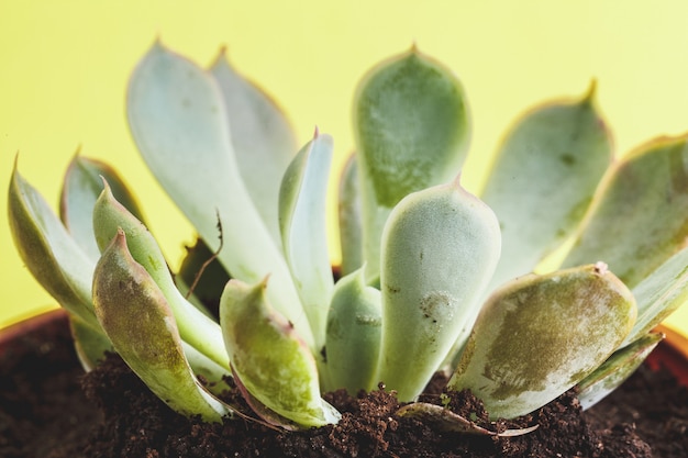 Planta suculenta em um amarelo.