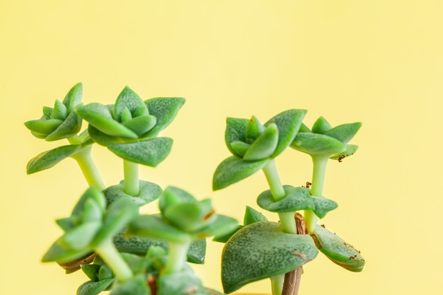 Planta suculenta em um amarelo.