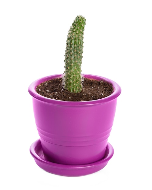 Planta suculenta em vaso em fundo branco