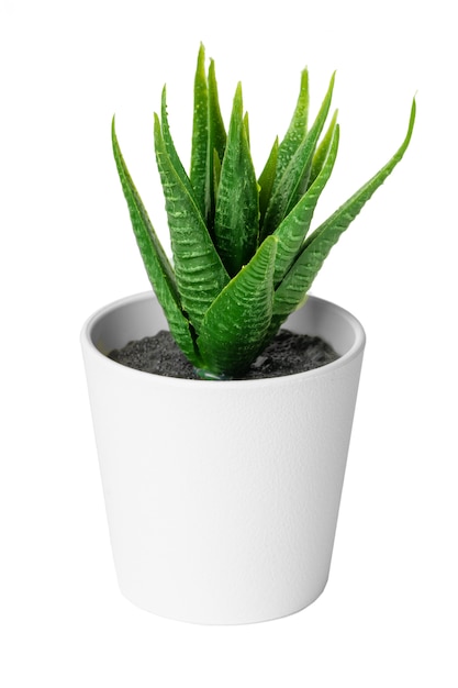 Planta suculenta em vaso isolada no fundo branco