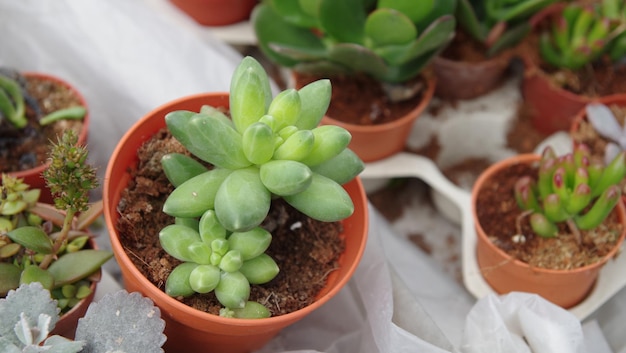 Planta suculenta em vaso