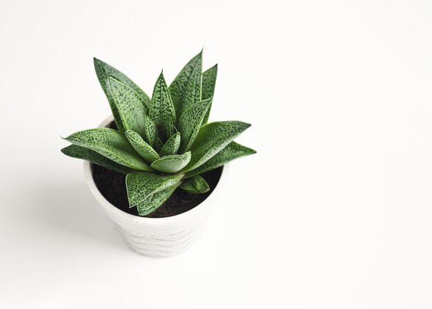 Planta suculenta gasteria tiga em uma panela de luz em um fundo branco com espaço de cópia