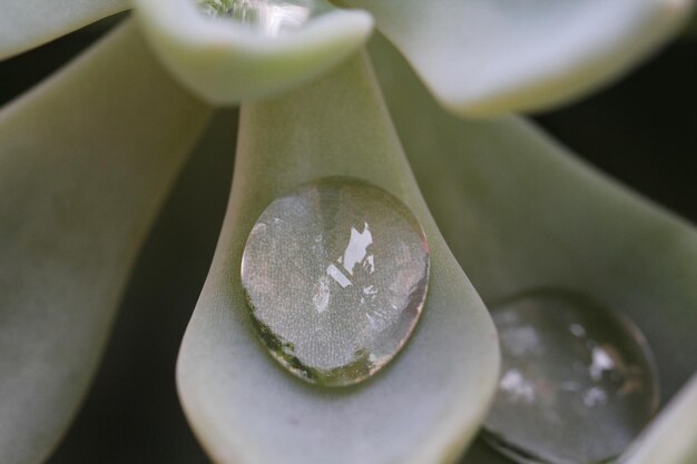 Planta suculenta con gotas de agua en las hojas macro shot