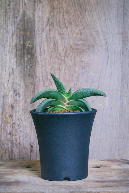 Foto planta suculenta con green gasteria gracilis en la maceta de plástico