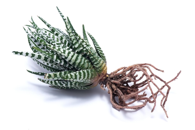 Planta suculenta Haworthia com raízes isoladas no fundo branco