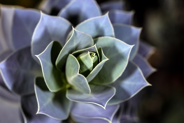 Foto planta suculenta en un jardín botánico