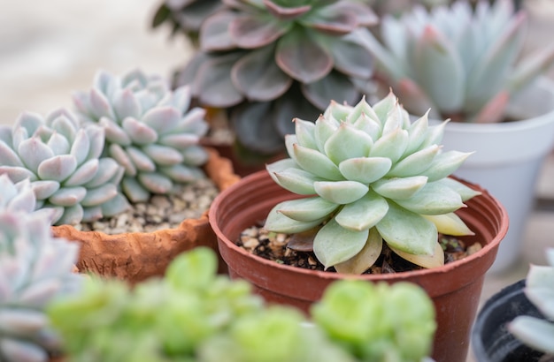 planta suculenta en jardin