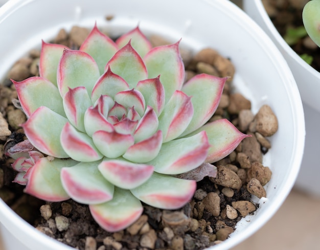 planta suculenta en jardin