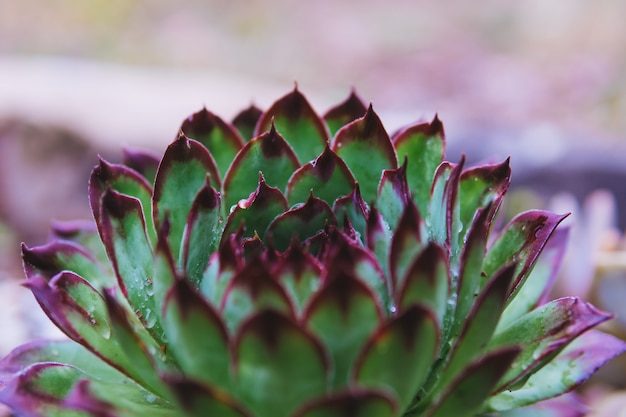 Planta suculenta en luz natural del sol en el fondo borroso