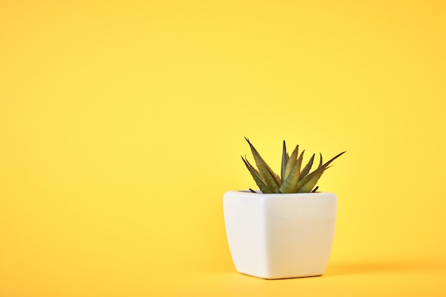 Planta suculenta en maceta blanca sobre amarillo con espacio de copia. Concepto de diseño de estilo minimalista