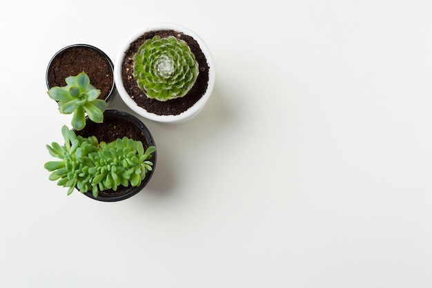 Planta suculenta en maceta sobre fondo blanco.