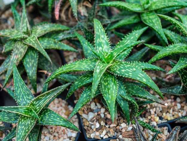 planta suculenta en macetas