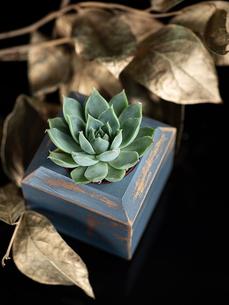 Planta suculenta no vaso de madeira azul e folhas douradas como uma decoração isolada em acrílico preto