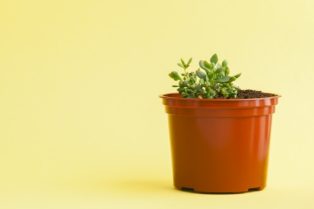 Foto planta suculenta sobre un fondo amarillo.