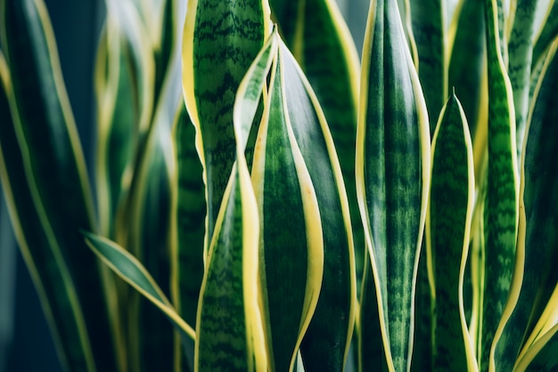 Planta suculenta verde. Macro de hojas de Sansevieria trifasciata, planta de serpiente.