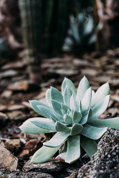 Planta suculenta