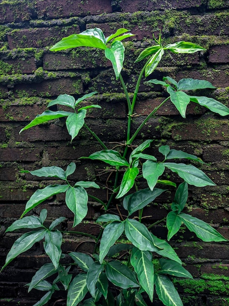 Planta Syngonium, esta planta es un tipo de vid