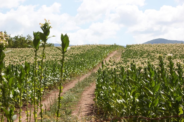 Planta de tabaco floreciente en el pasto