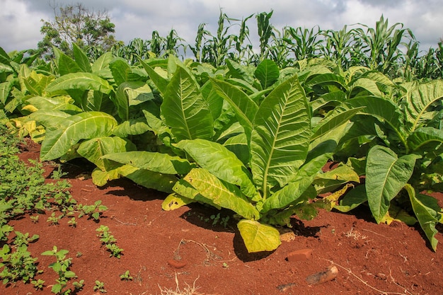 Planta de tabaco Plantación de tabaco en el valle