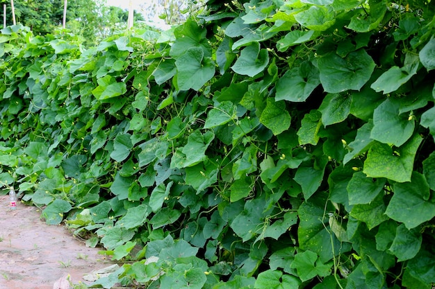 Planta tailandesa do abobrinha.