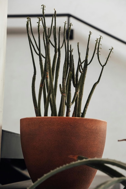 Foto una planta con un tallo verde y una olla marrón con una planta en ella