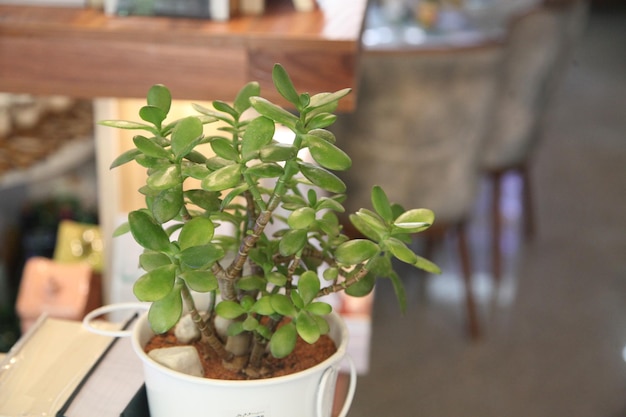 Una planta en una taza blanca con la palabra té