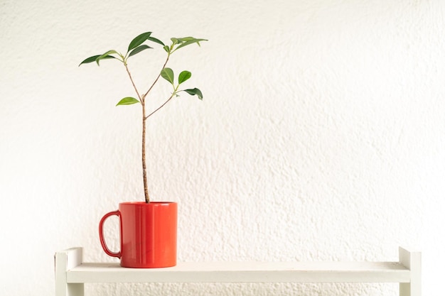 Planta en una taza roja