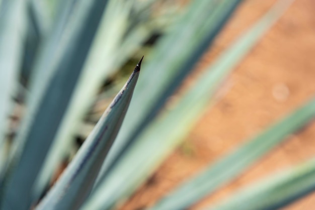 Planta de tequila de agave - Campos paisajísticos de agave azul en Jalisco, México