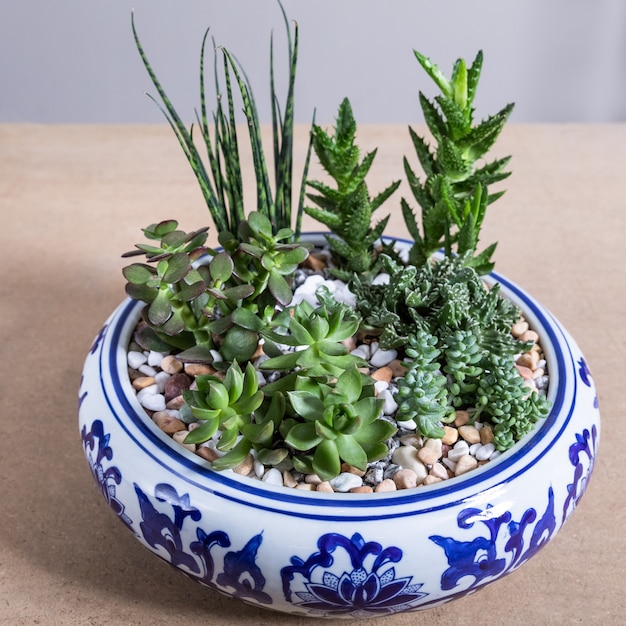 Planta de terrario en la olla de cerámica decorada