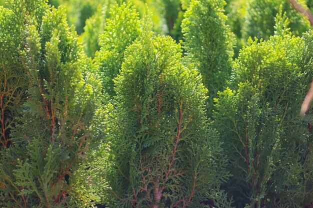 Foto la planta de thuja oriental verde con fondo de thuja verde