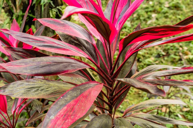 La planta ti hawaiana o Cordyline fruticosa es una planta con flores perennes de la familia Asparagaceae