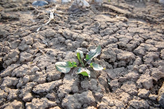 Planta en tierra arcillosa