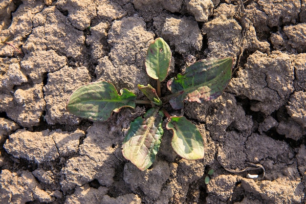 Planta en tierra arcillosa