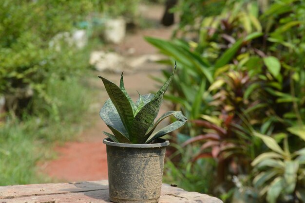 Una planta de tina