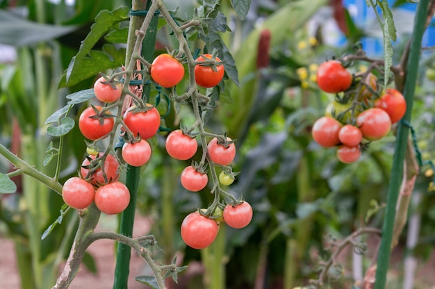 Planta de tomate cherry ecológico, un racimo de mini tomates rojos maduros de tamaño pequeño.