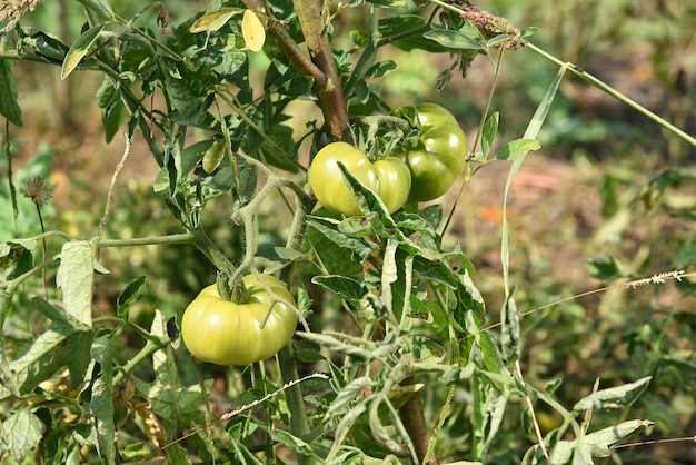 Planta de tomate fresco en granja orgánica