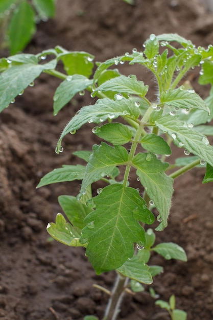 Planta de tomate joven con gotas de agua en la cama del jardín Cultivo de tomates en el jardín