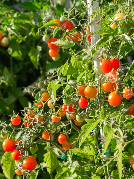 Planta de tomate madura creciendo Manojo fresco de tomates rojos naturales en una rama en un huerto orgánico